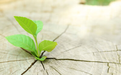 Finding Hope in the Nonprofit Sector 